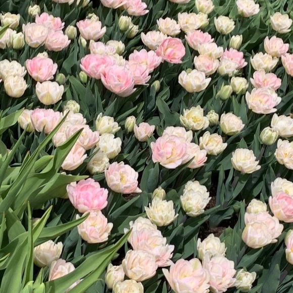 Meet your Posher, Angela - Picture 3 of 3